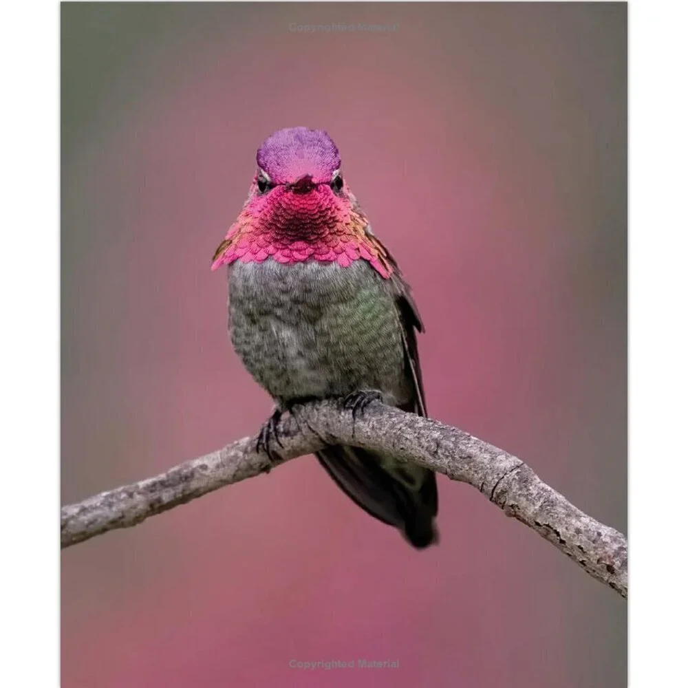Birds of Instagram: Extraordinary Images from Around the World Hardcover Book